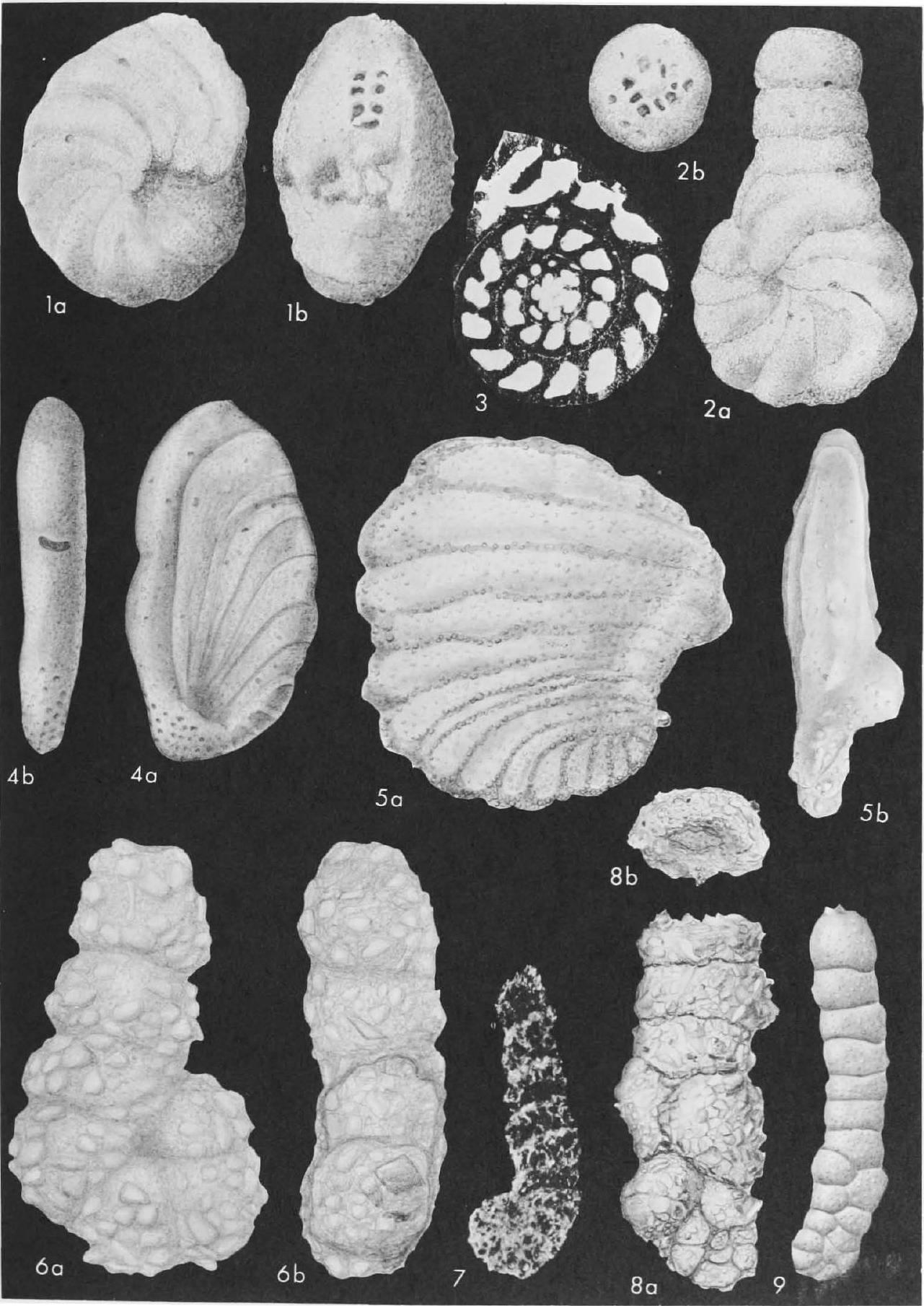 Fossil Image