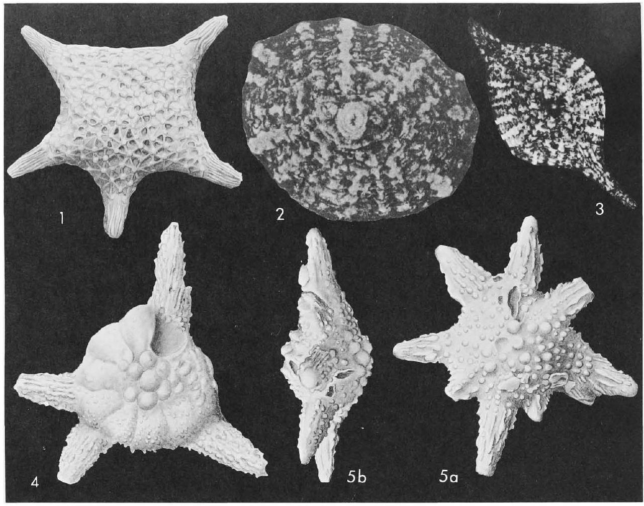 Fossil Image