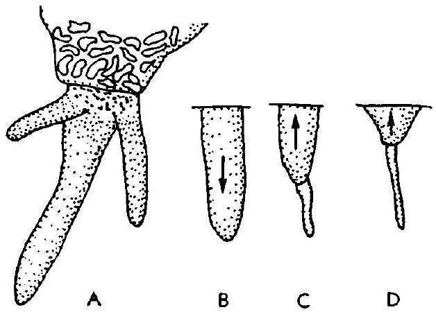 Fossil Image