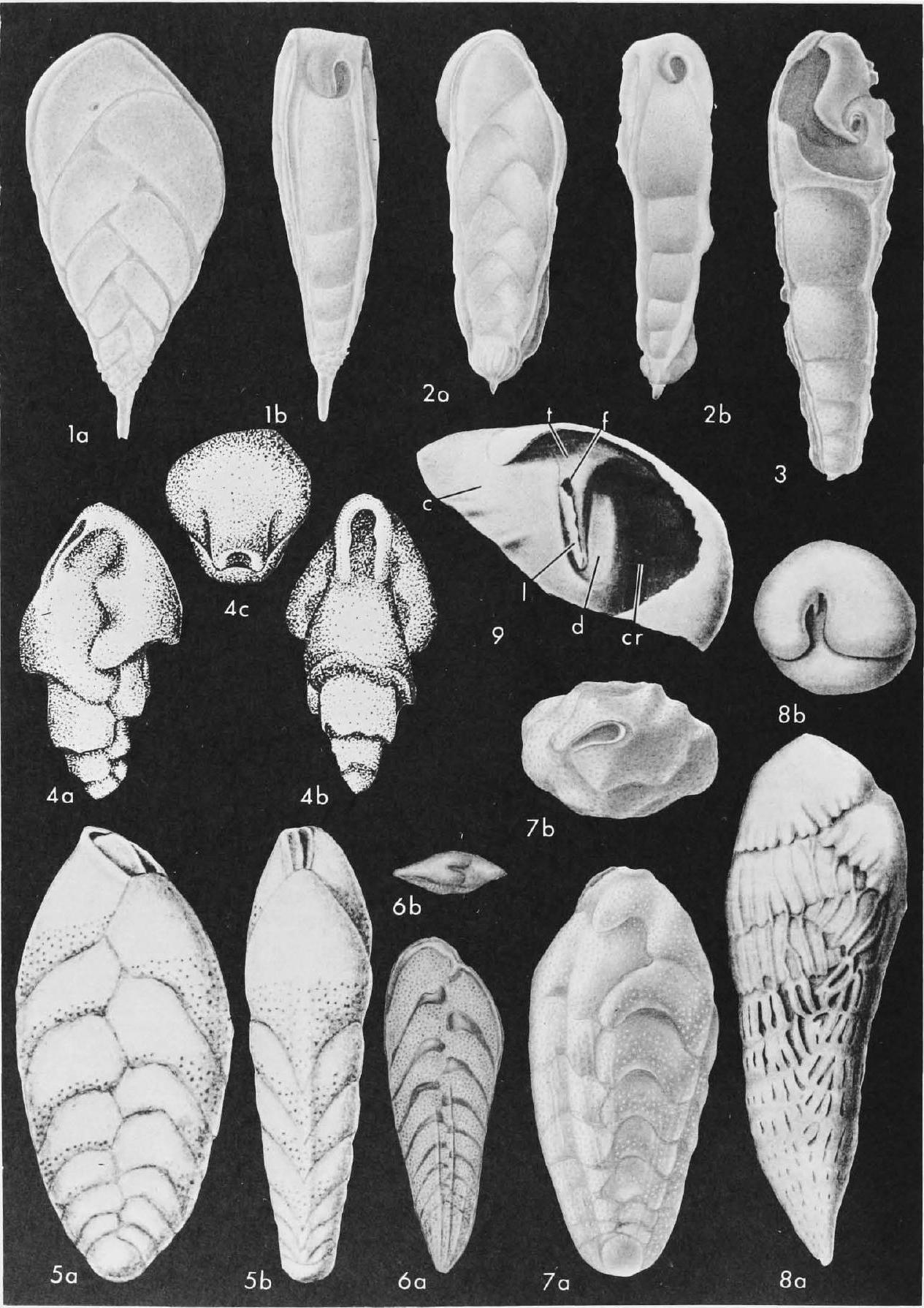 Fossil Image
