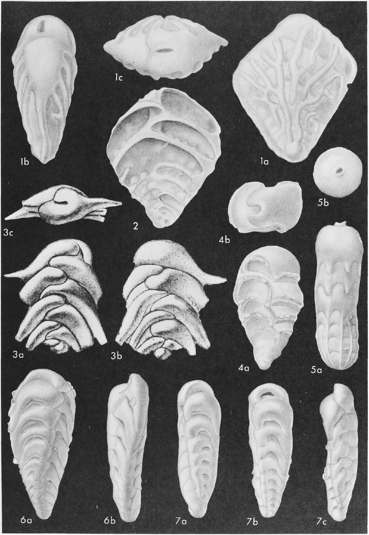 Fossil Image