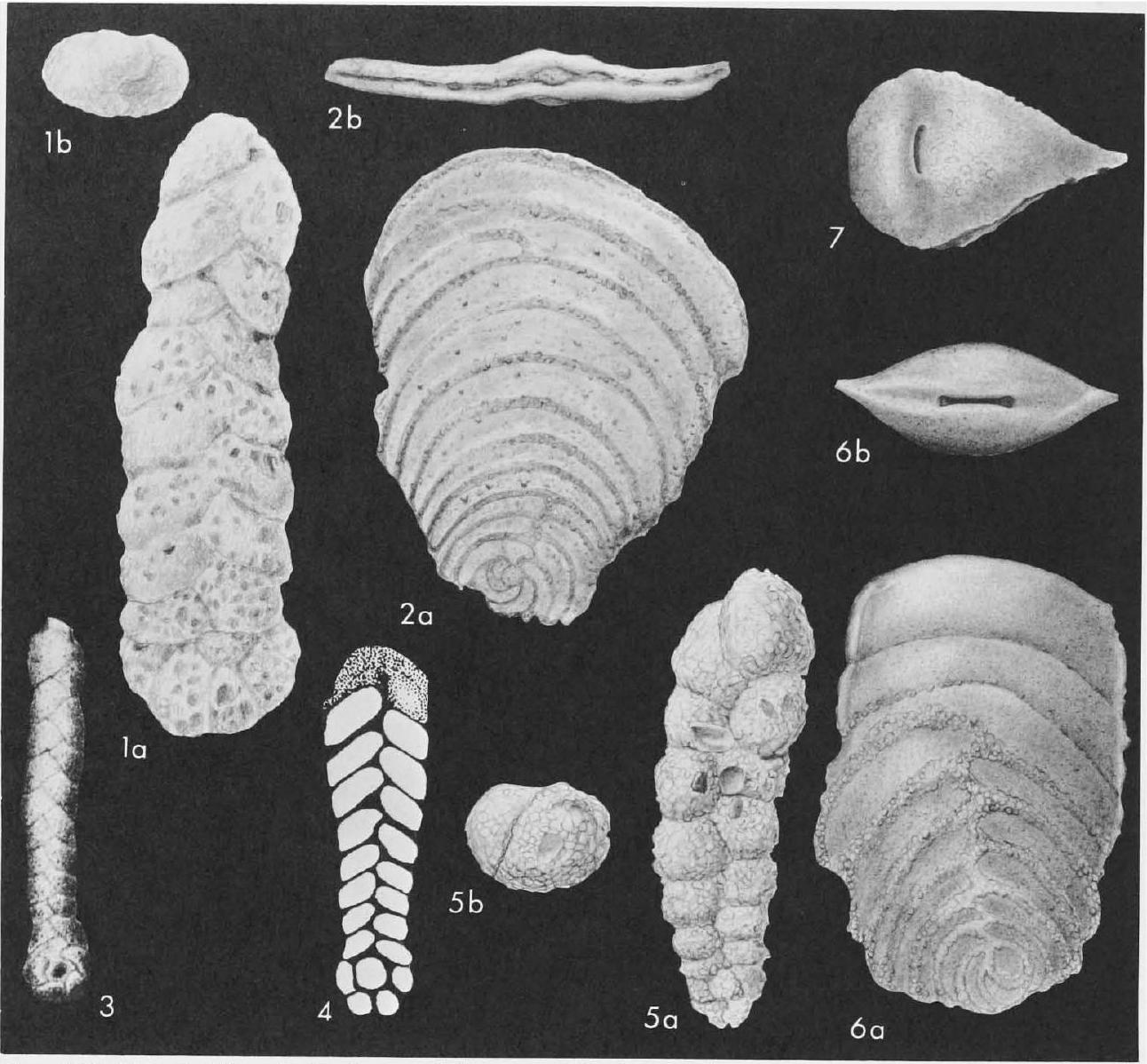 Fossil Image