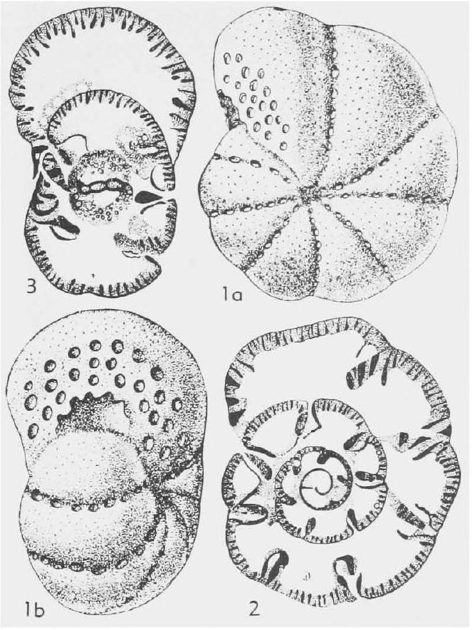 Fossil Image