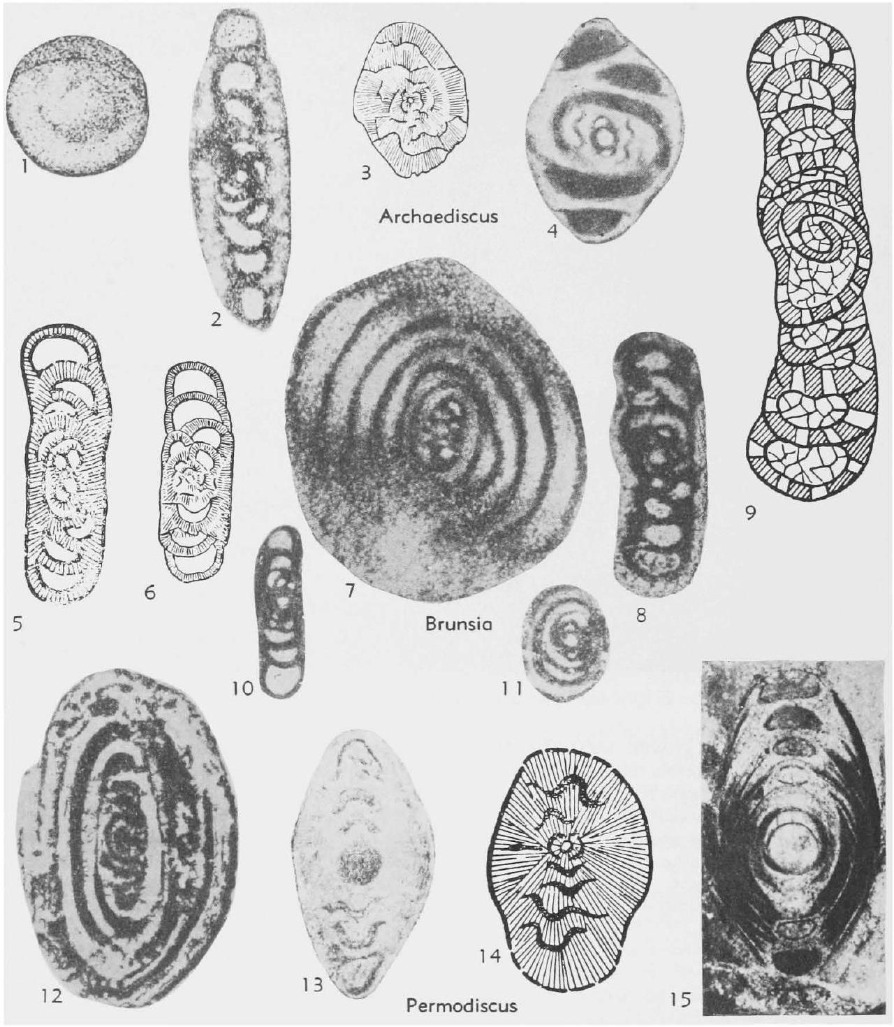 Fossil Image