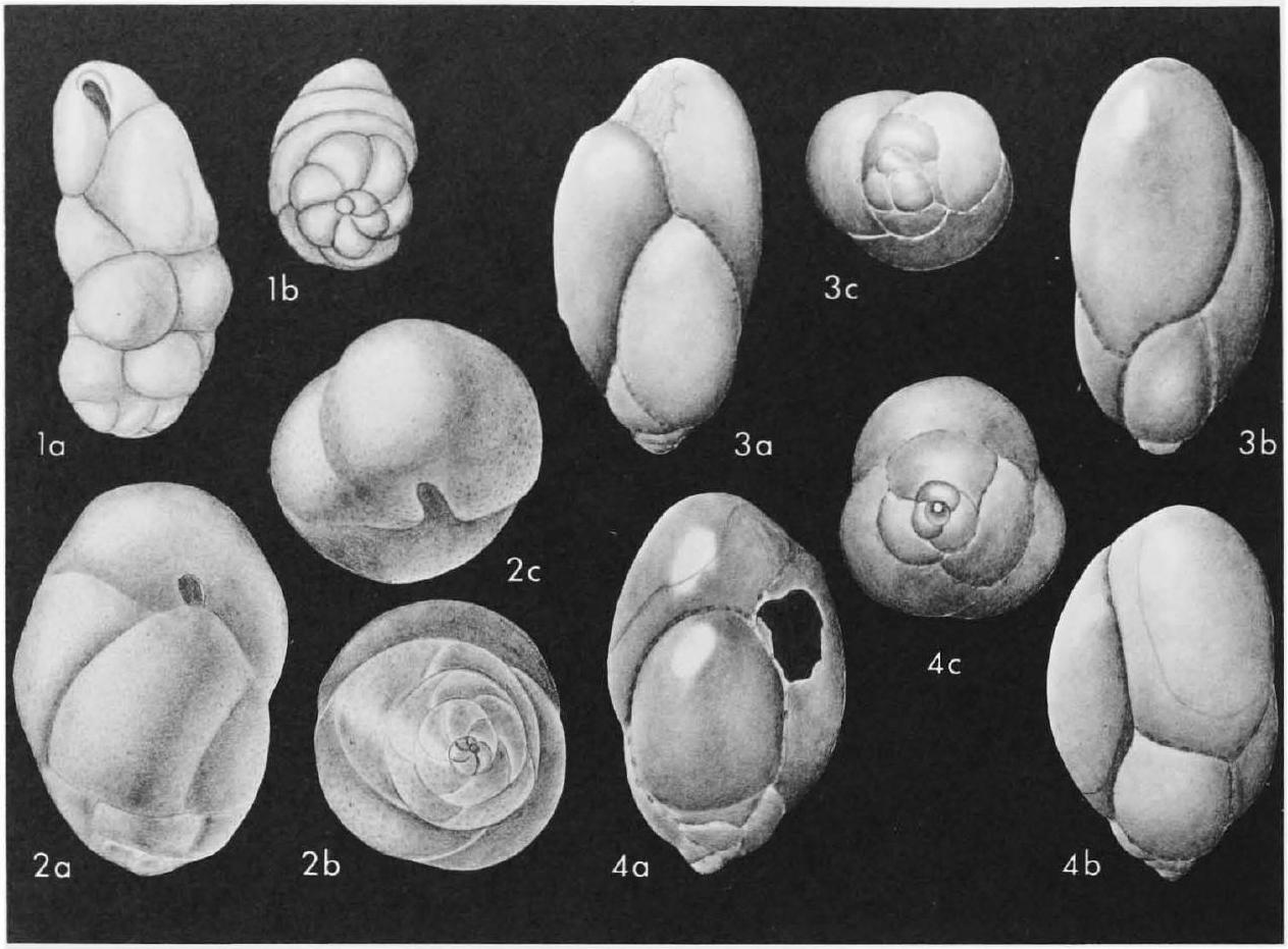 Fossil Image