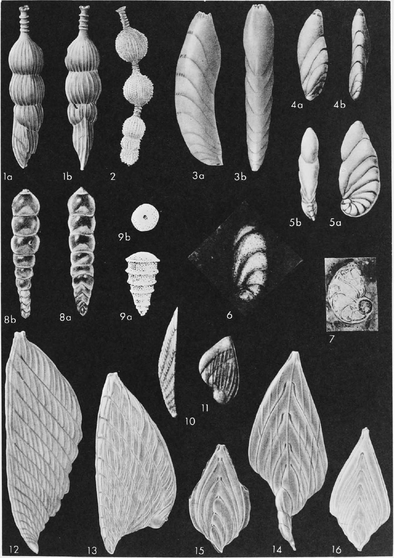 Fossil Image