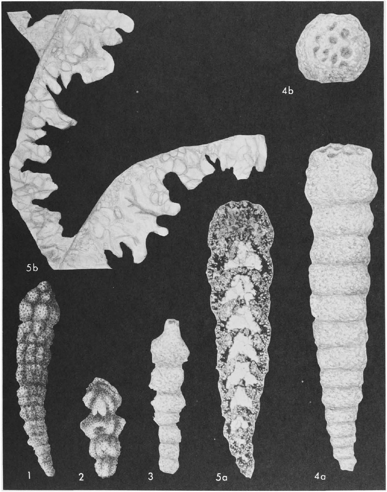 Fossil Image