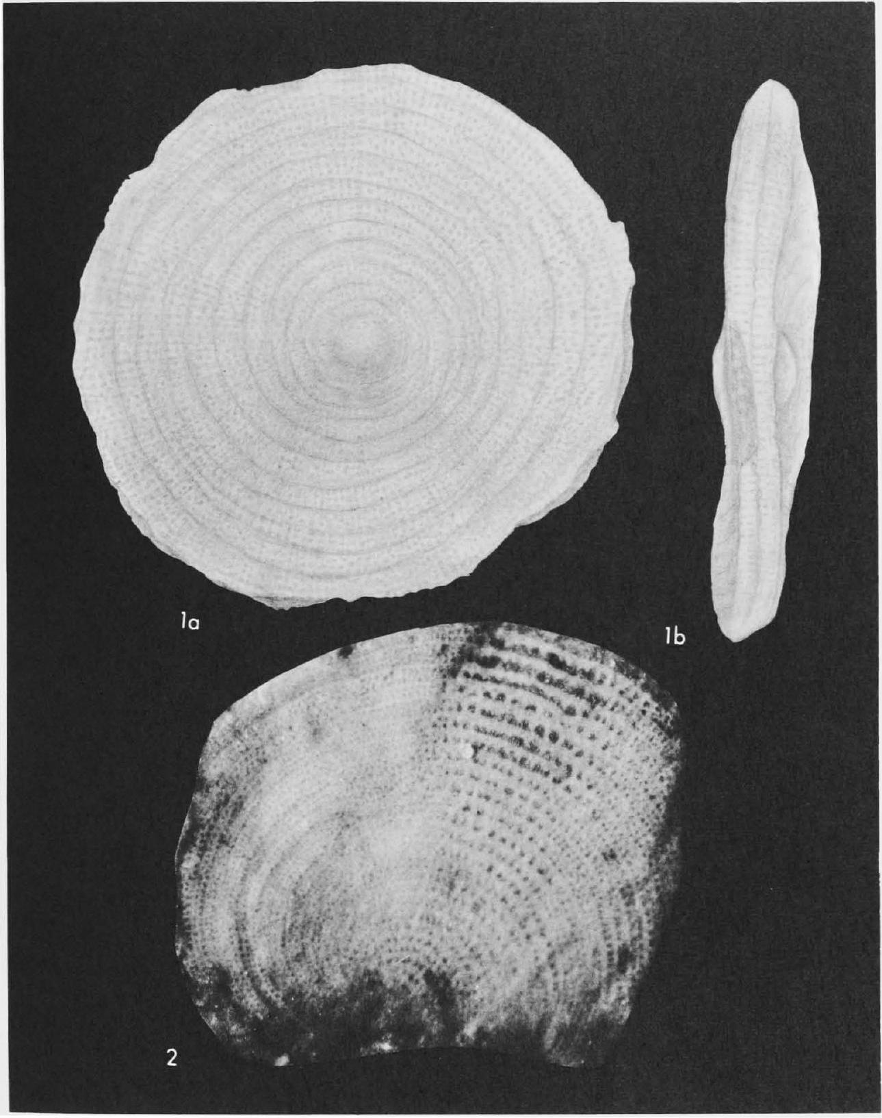 Fossil Image