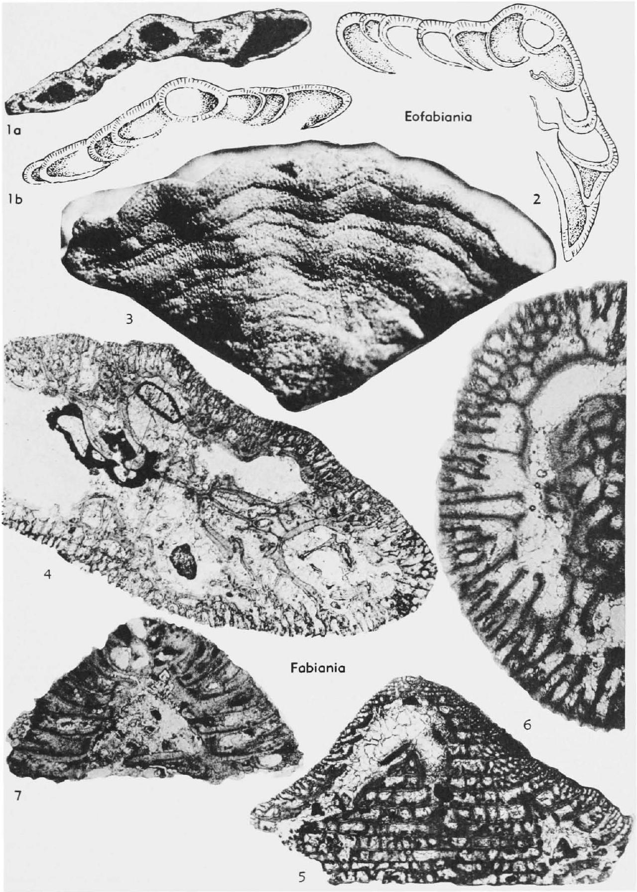 Fossil Image