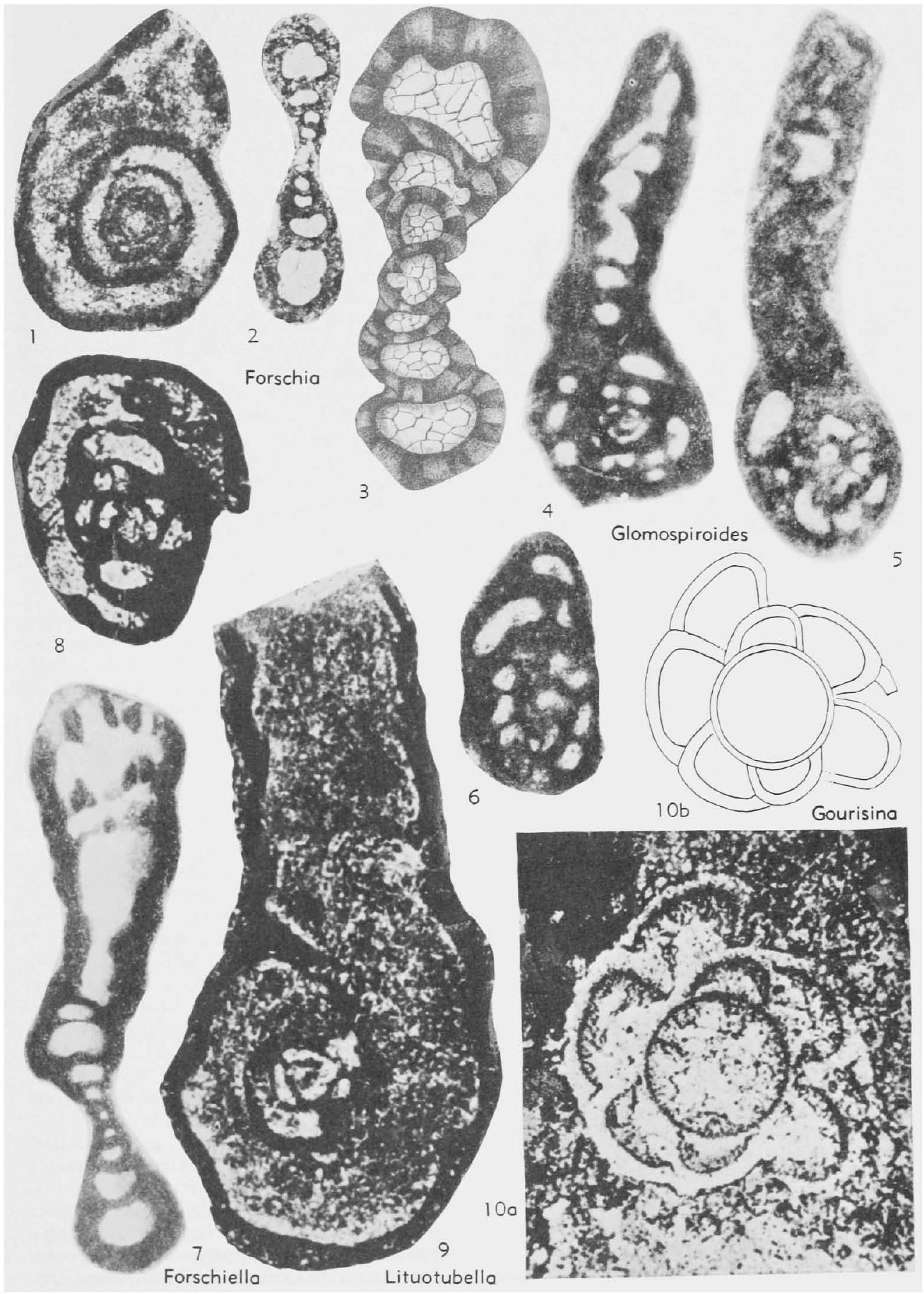 Fossil Image