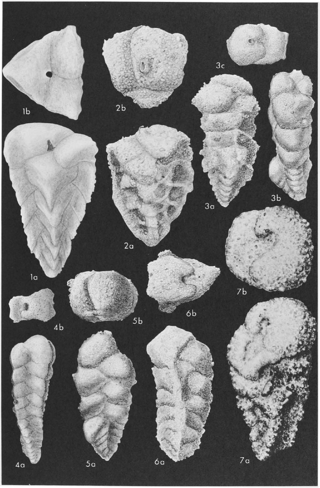 Fossil Image