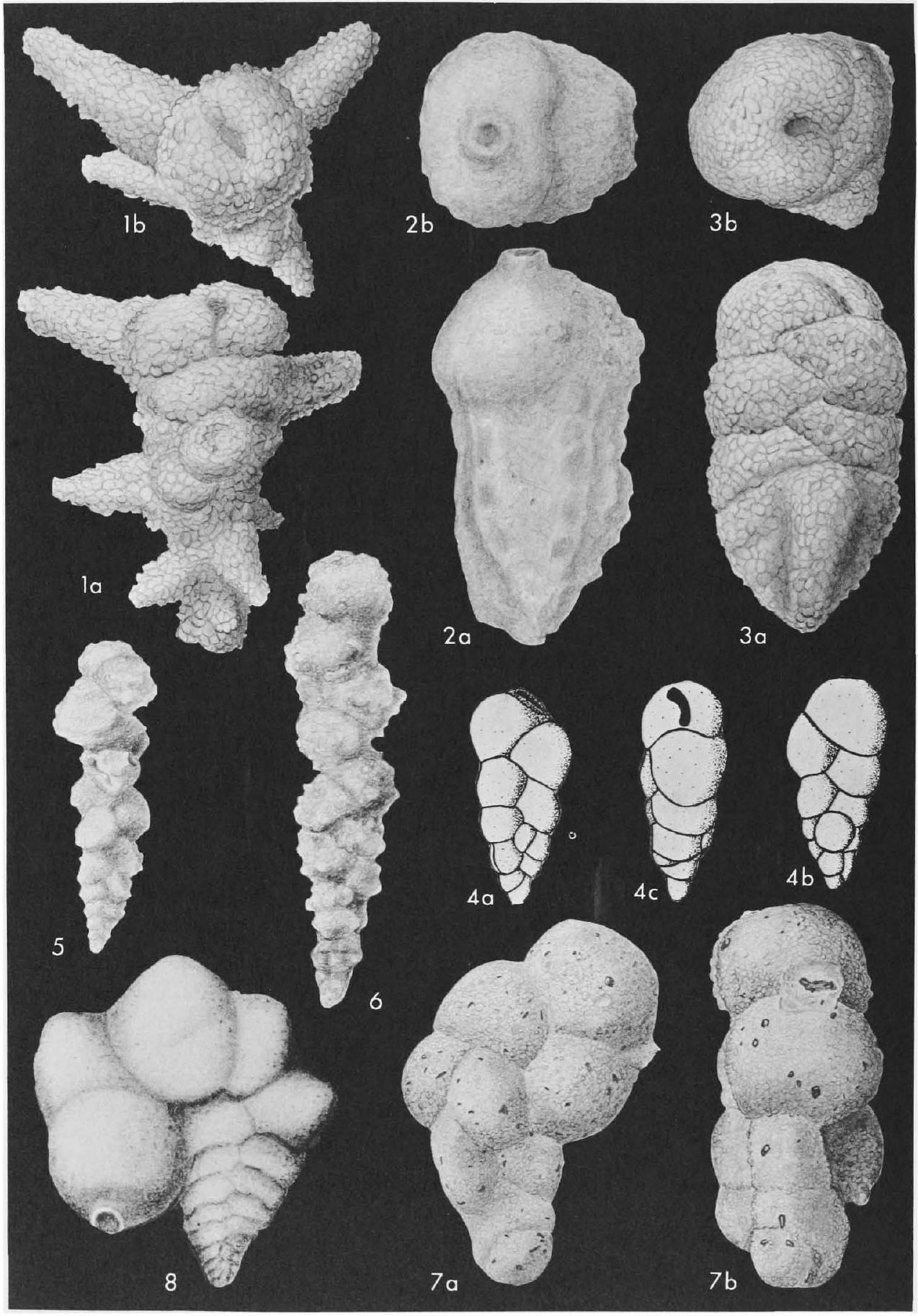 Fossil Image