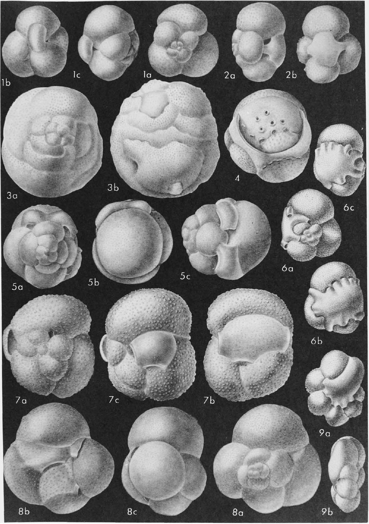 Fossil Image