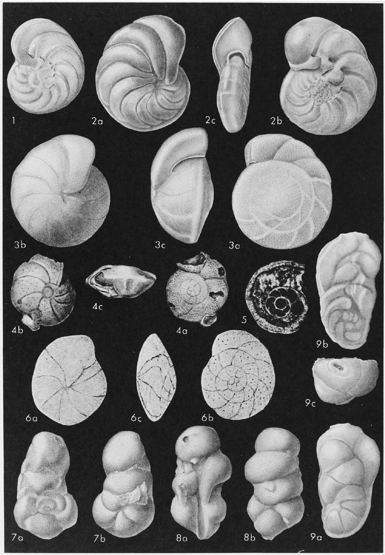 Fossil Image