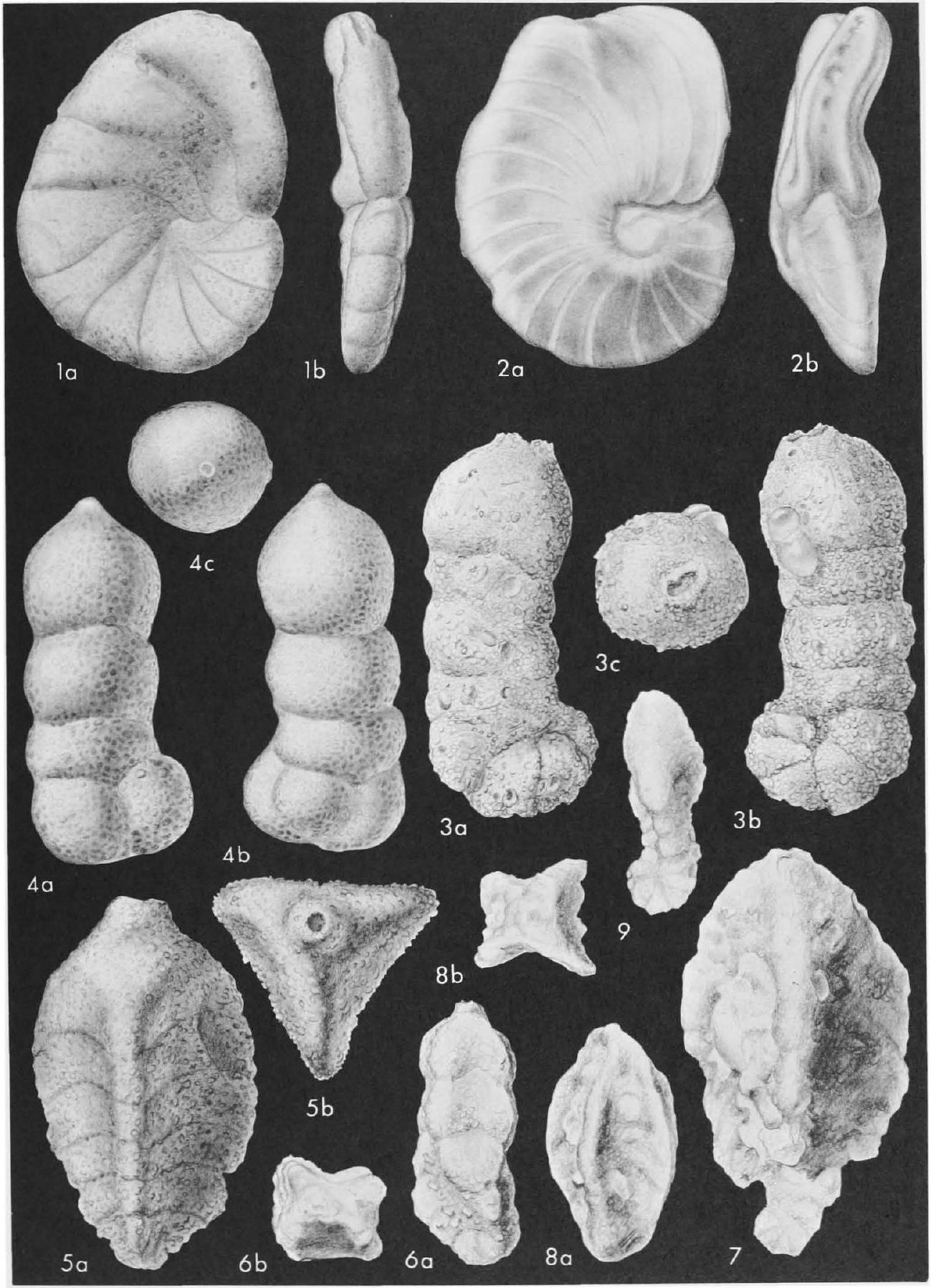 Fossil Image