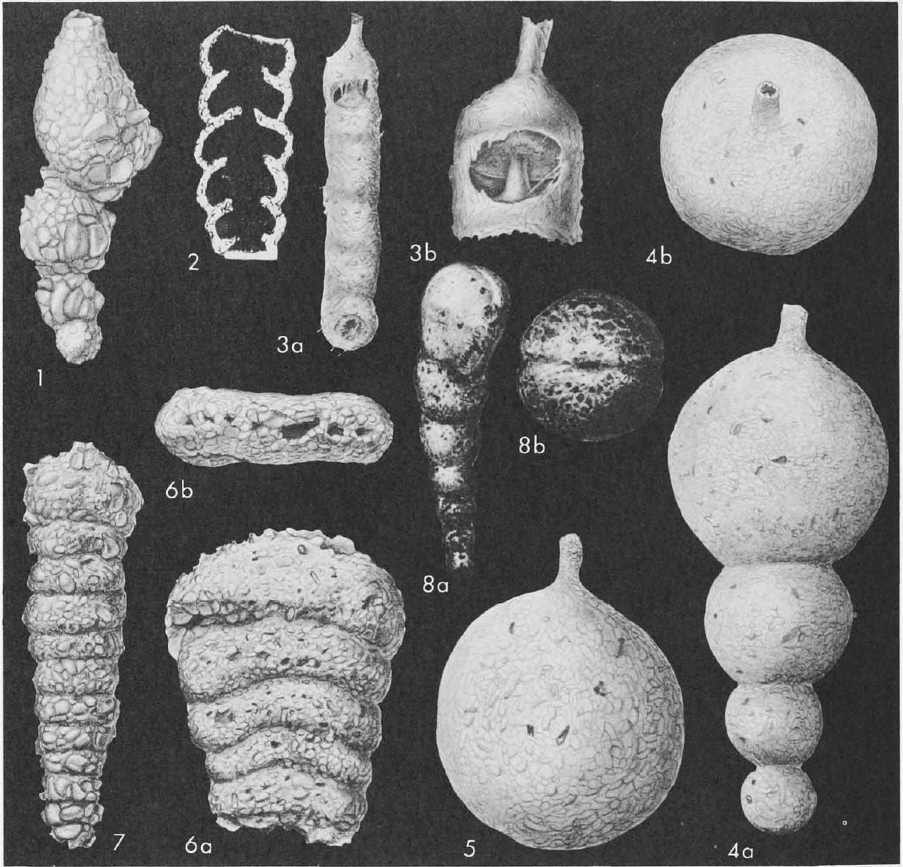 Fossil Image