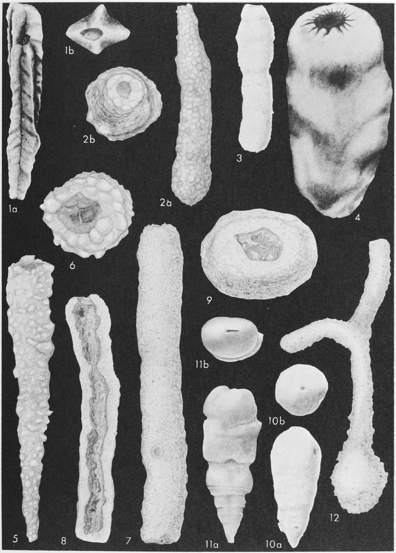 Fossil Image