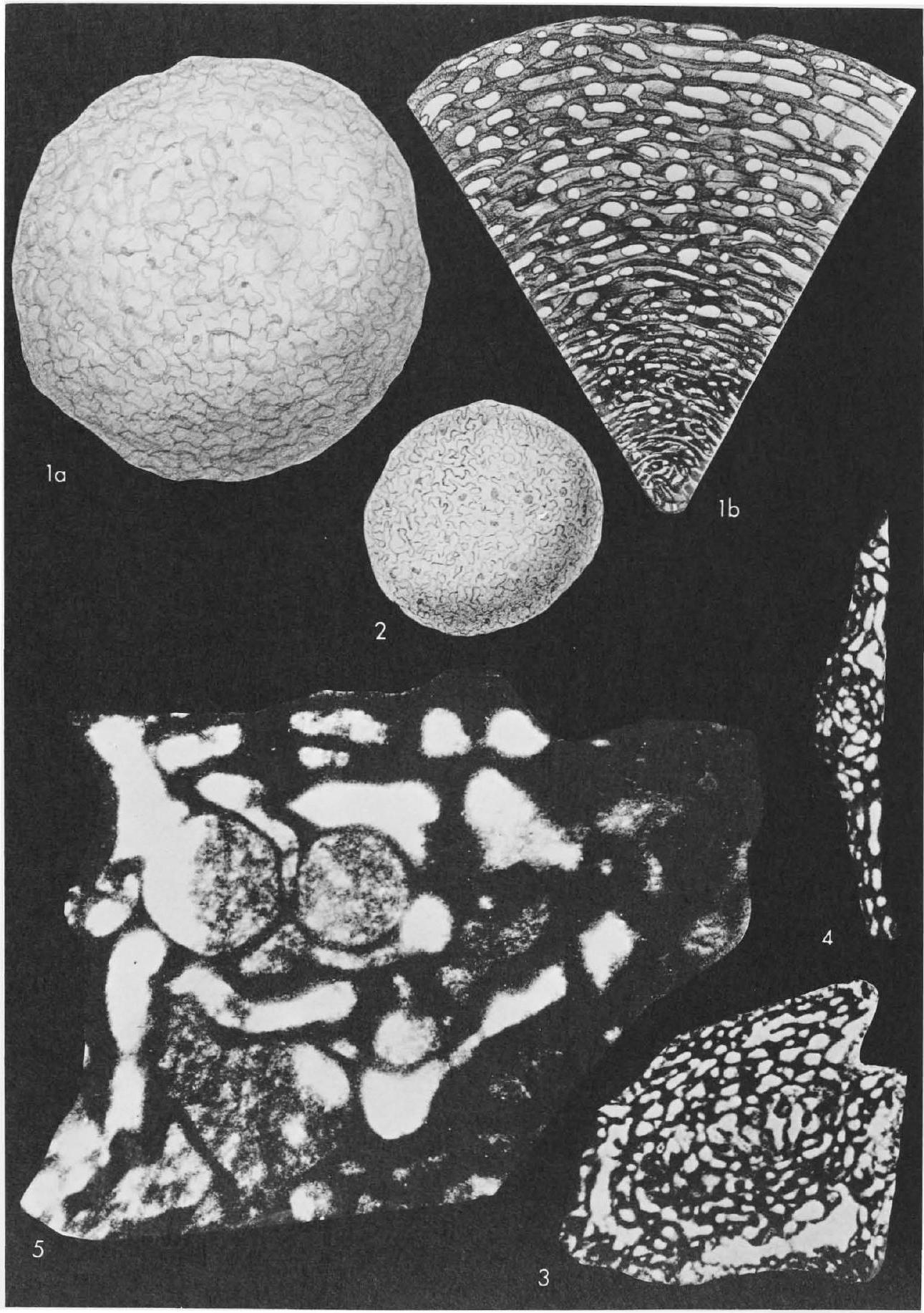 Fossil Image