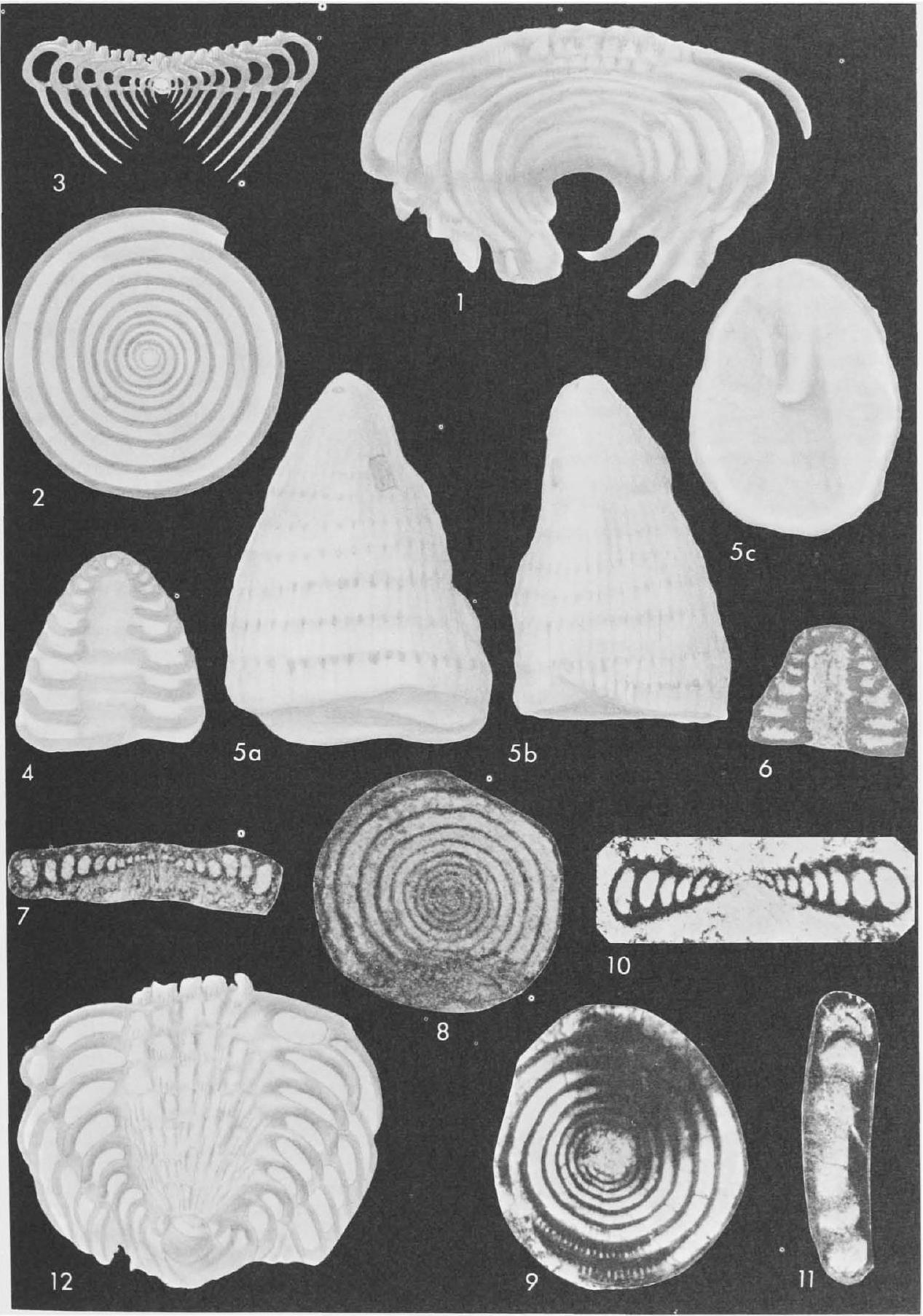 Fossil Image