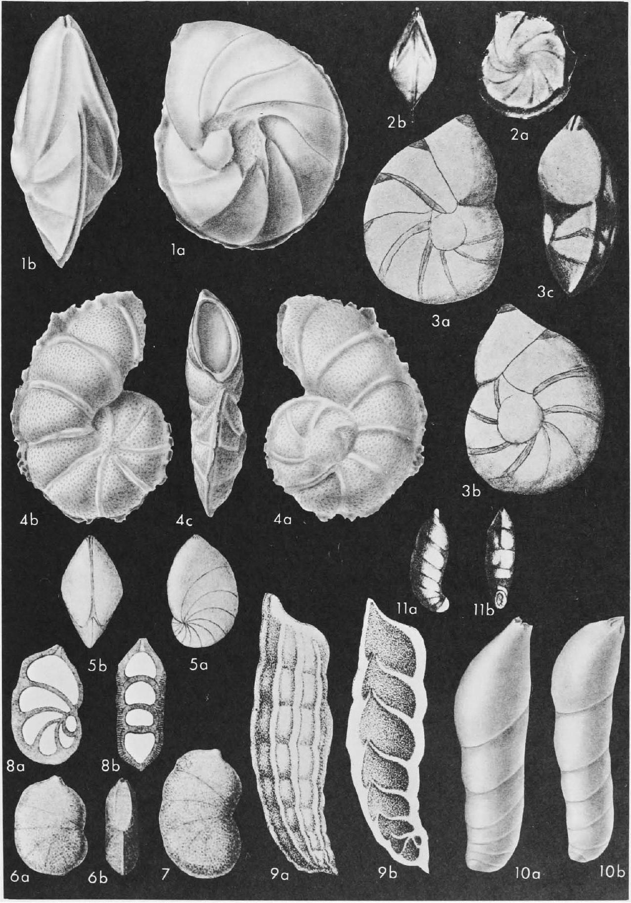 Fossil Image
