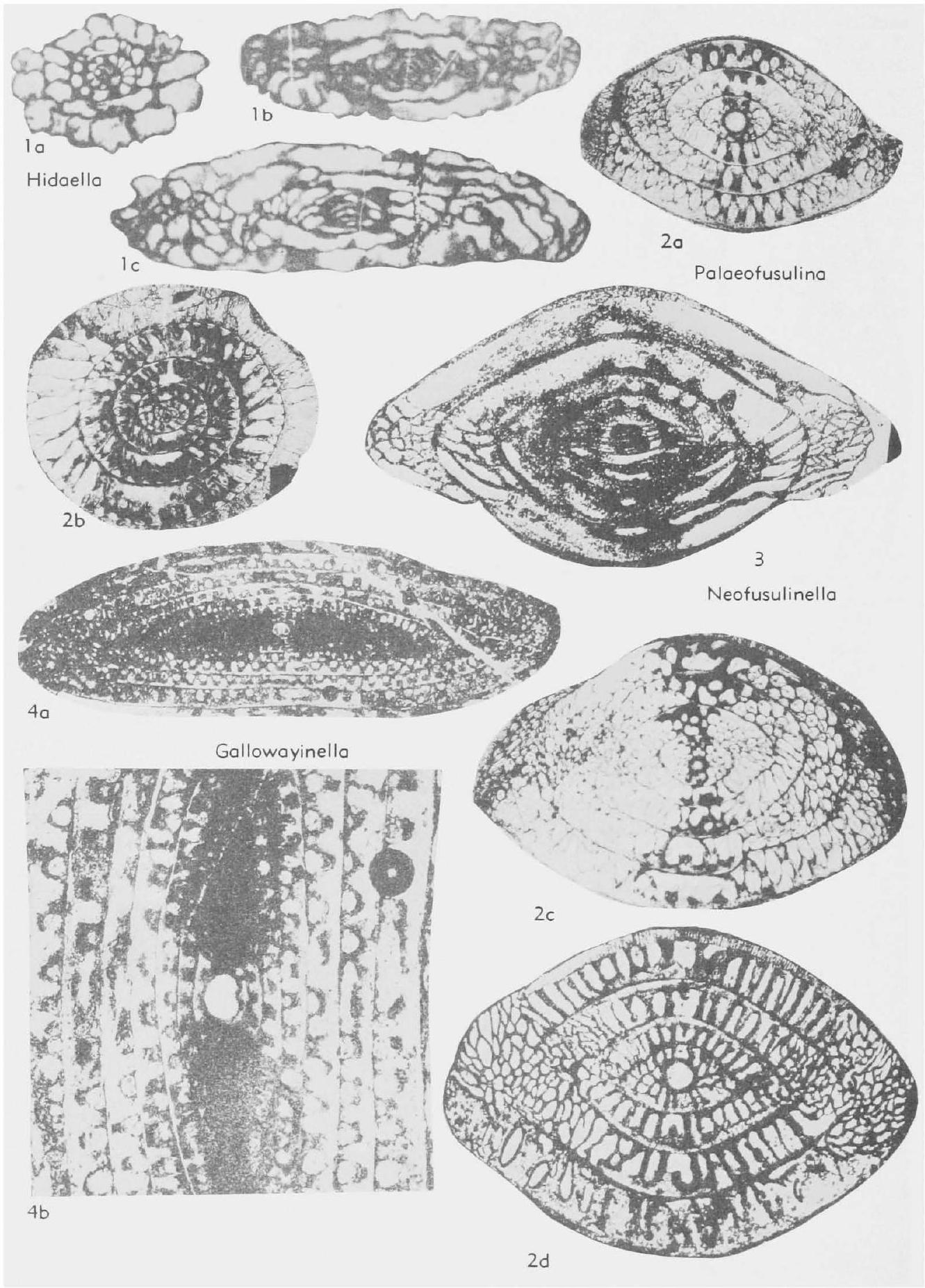 Fossil Image