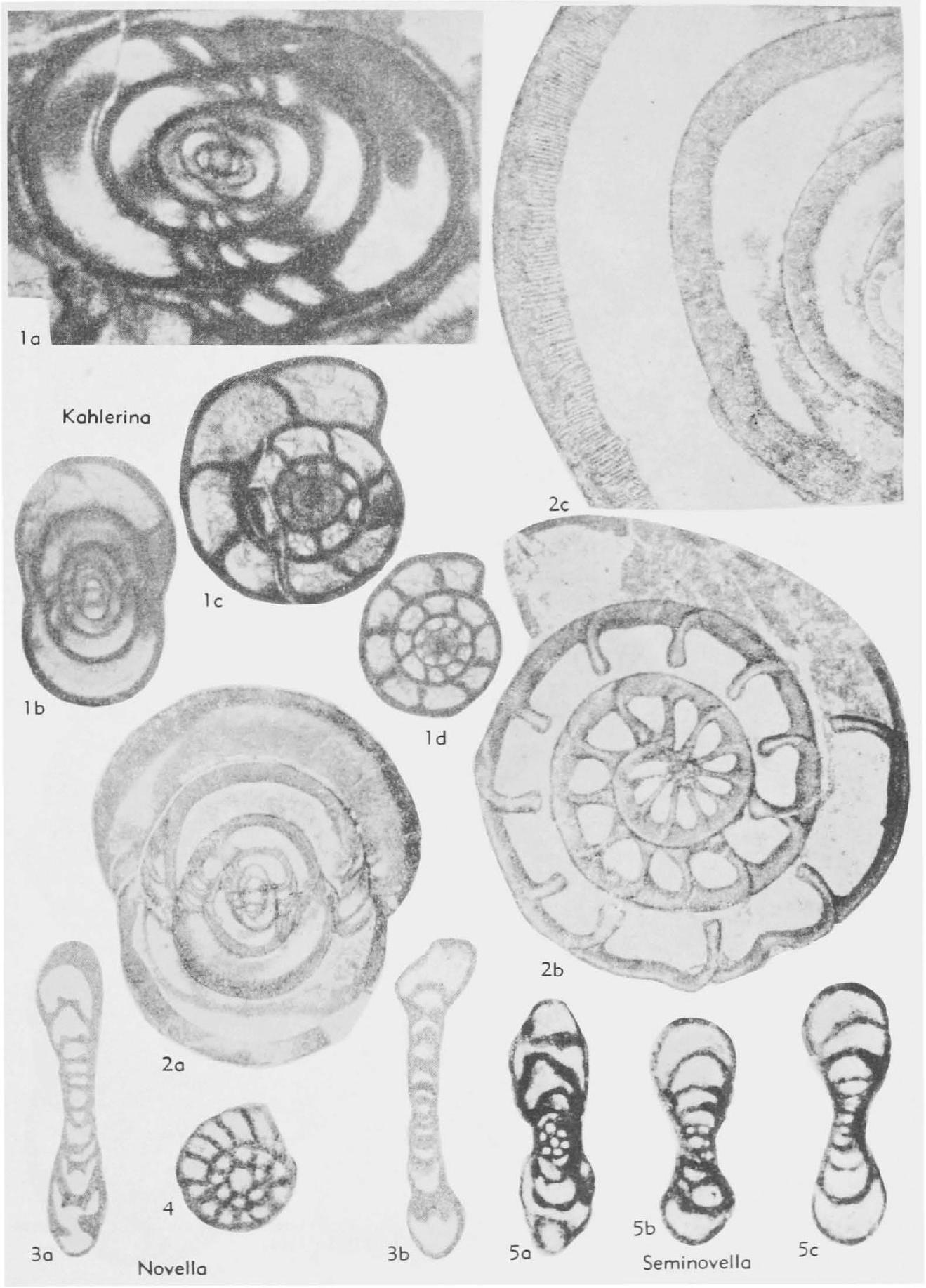 Fossil Image