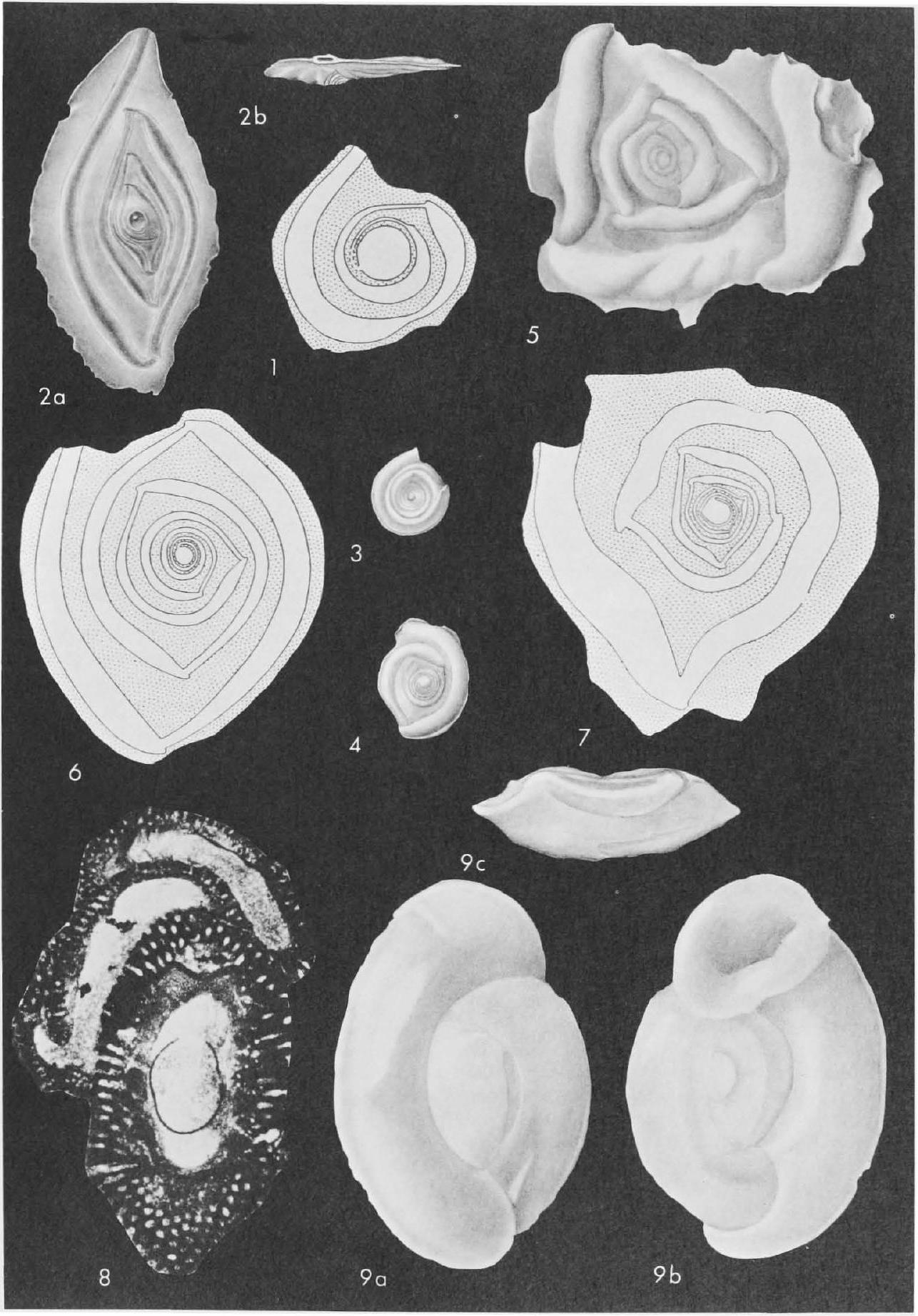 Fossil Image