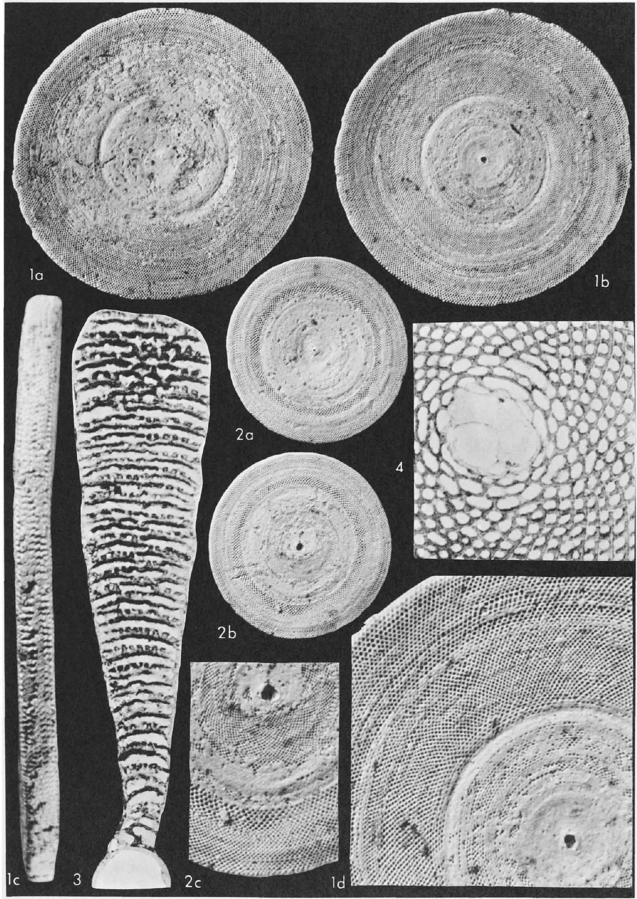 Fossil Image