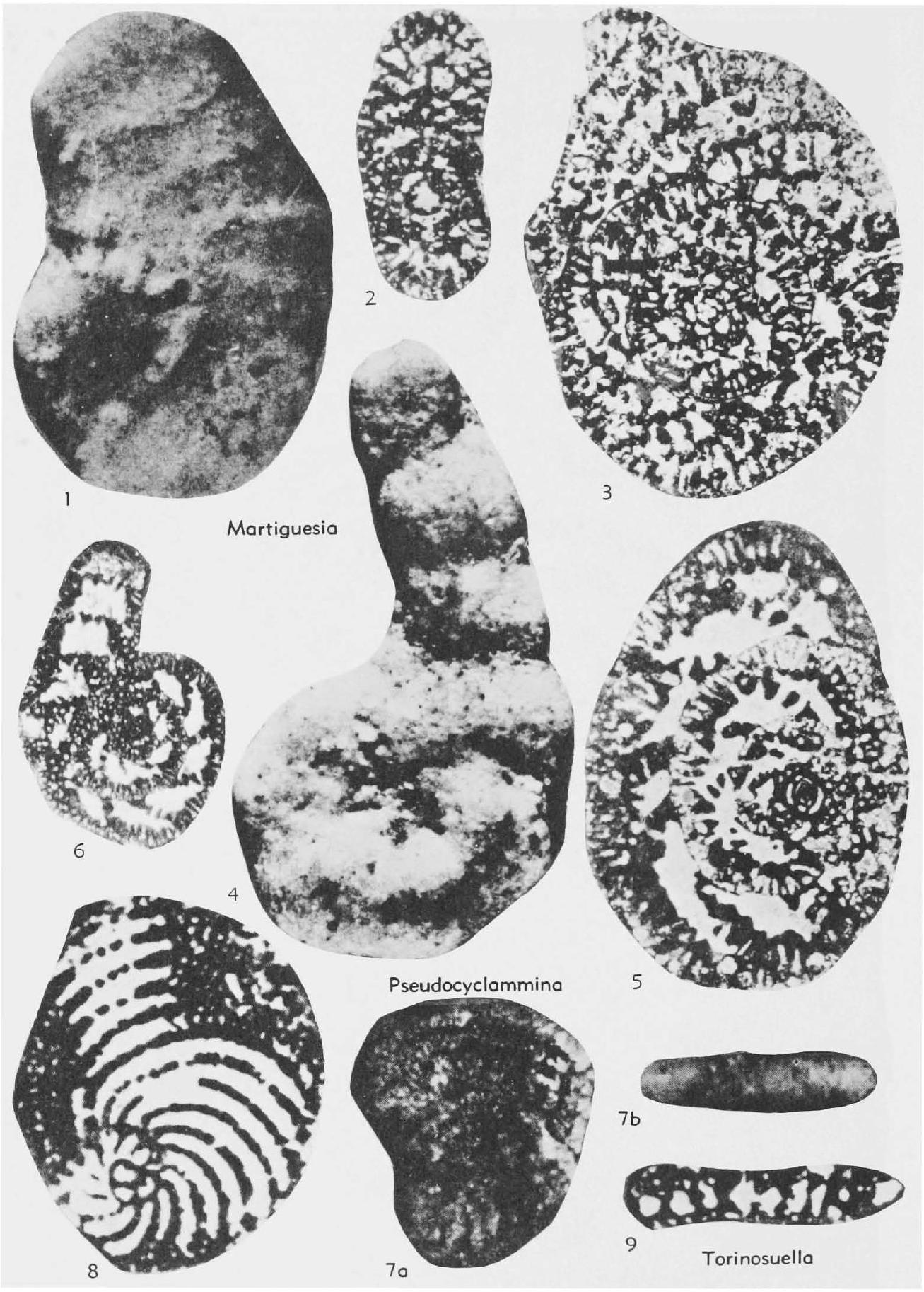 Fossil Image