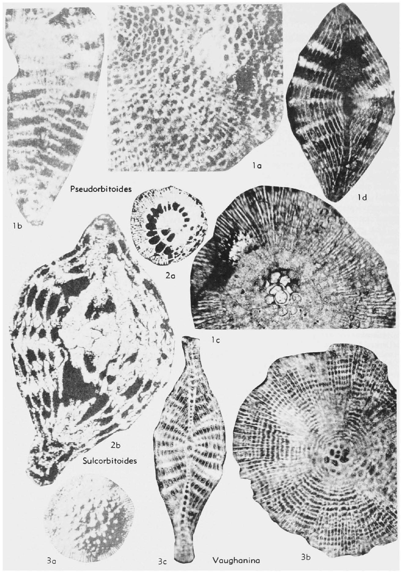 Fossil Image