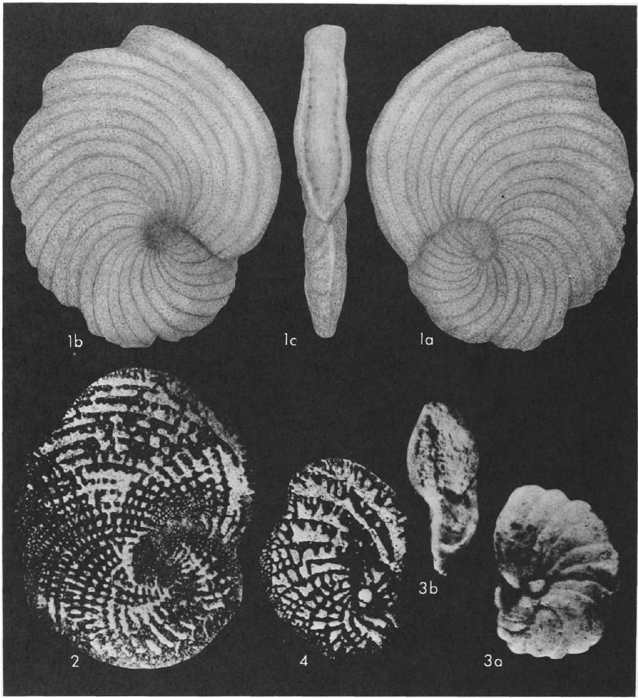 Fossil Image