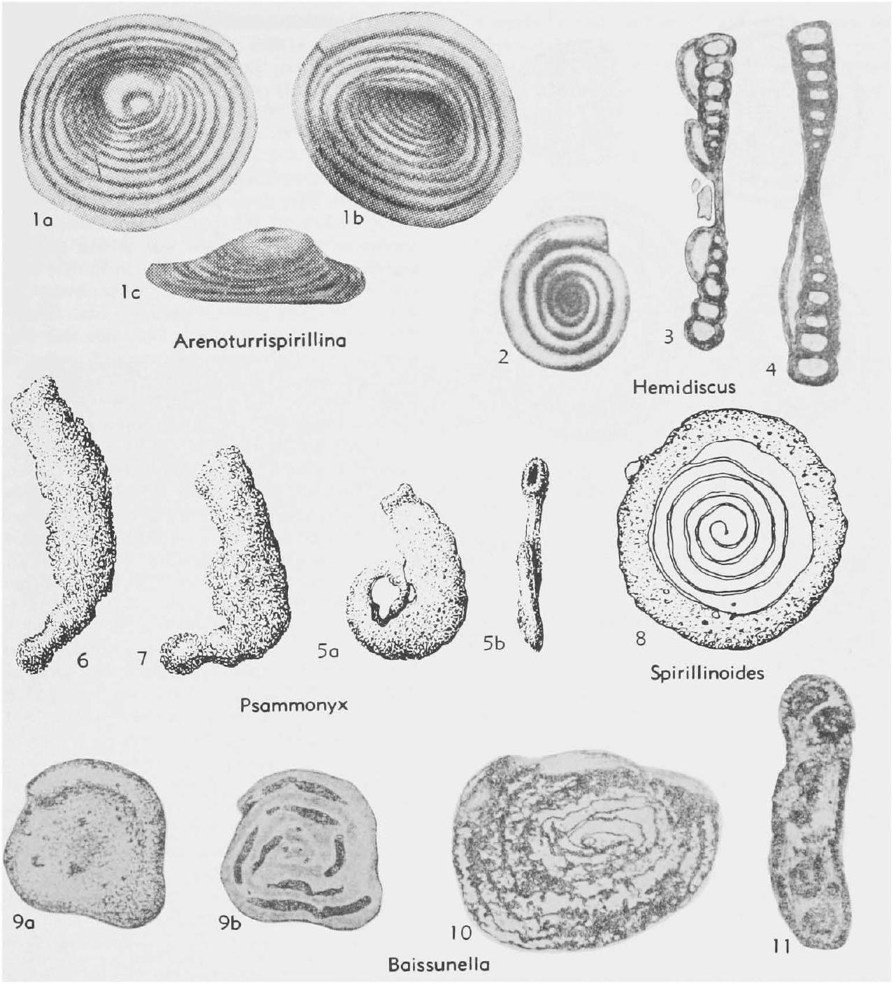 Fossil Image