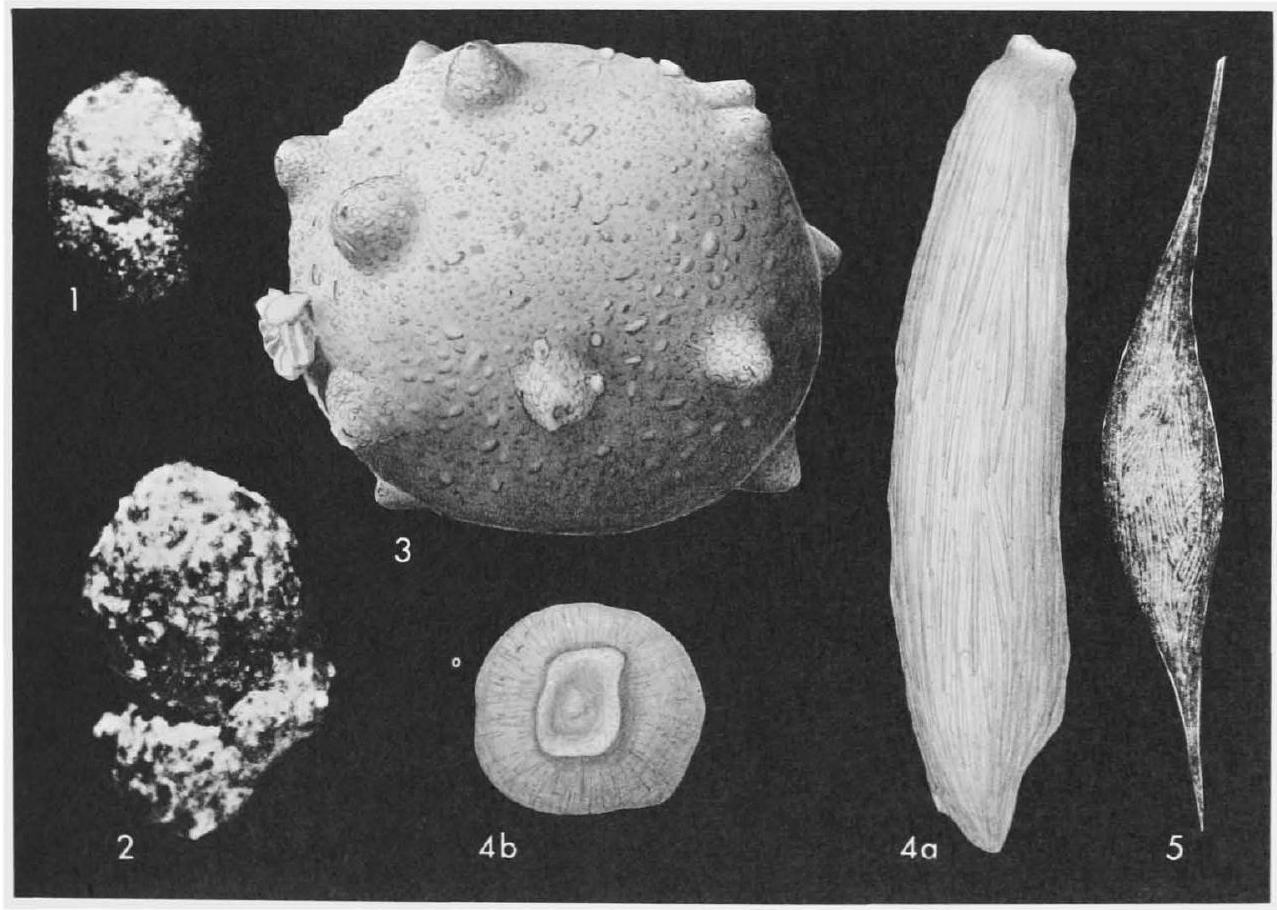 Fossil Image