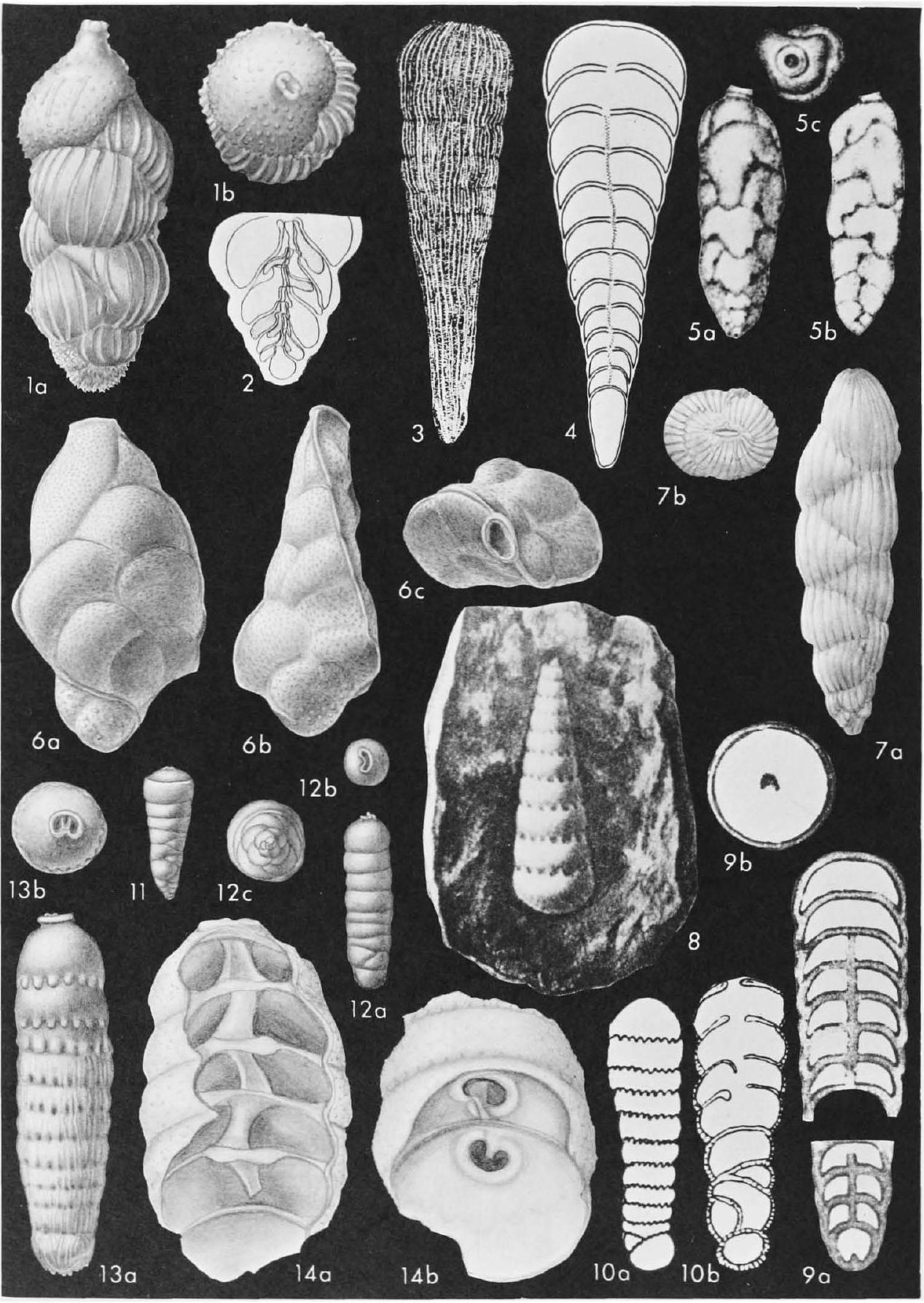 Fossil Image