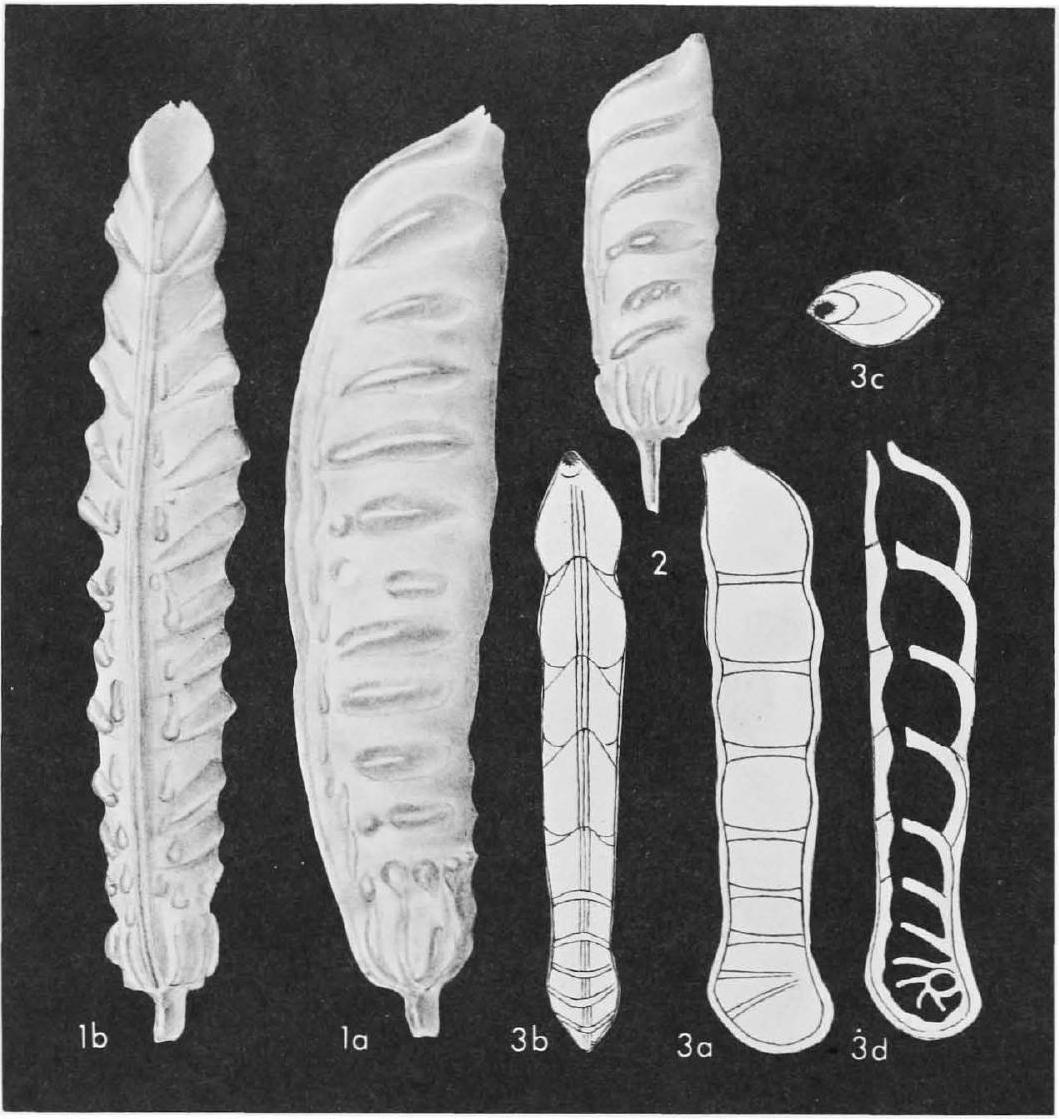 Fossil Image