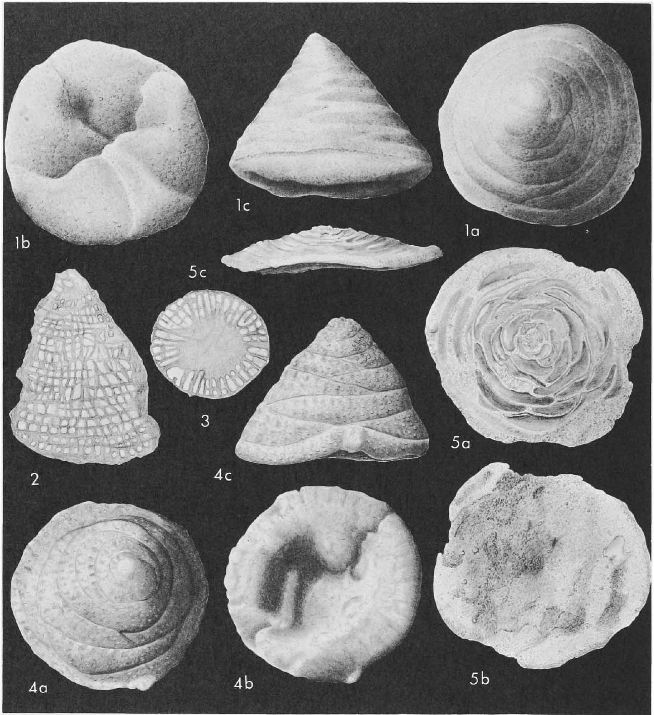 Fossil Image