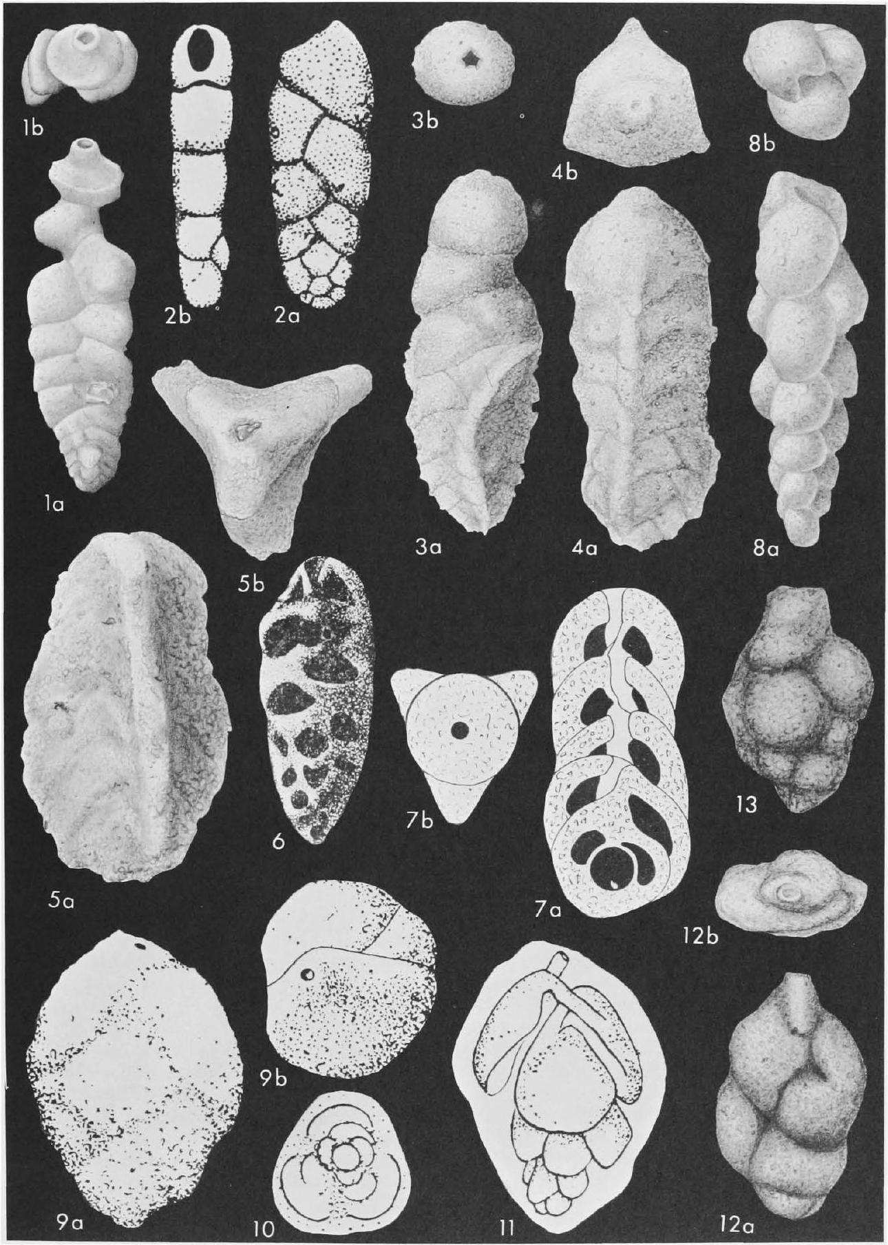Fossil Image