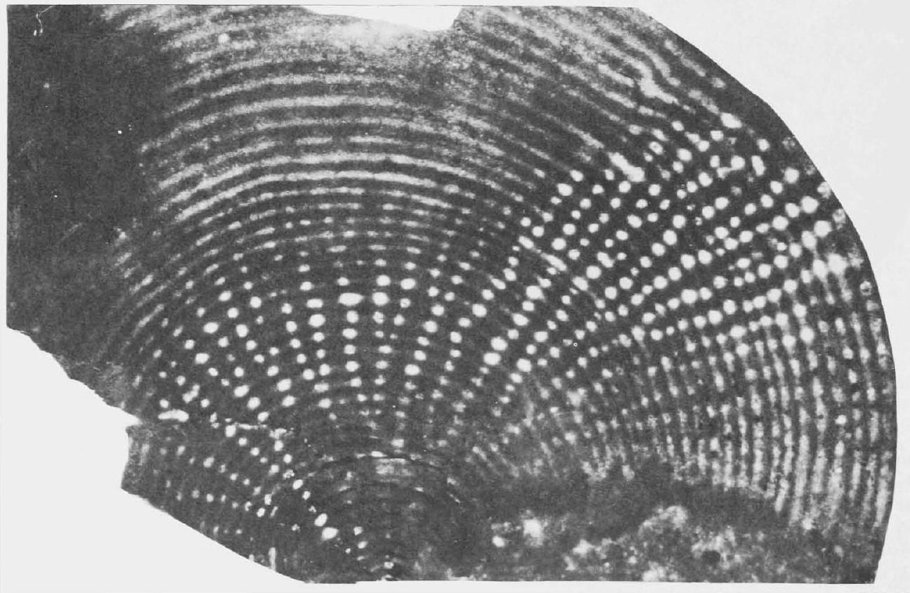 Fossil Image
